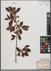 Foto von Salix appendiculata Vill.